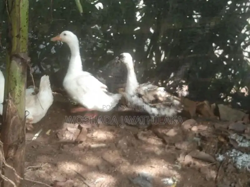 ගොවිපල සතුන්