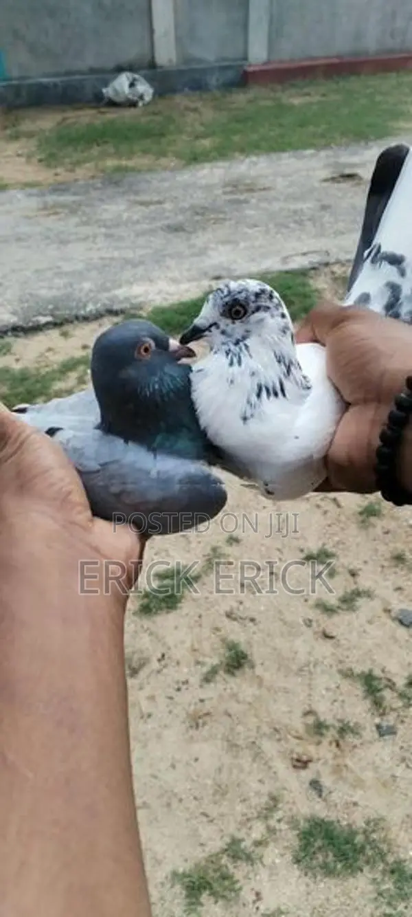 Pigeon