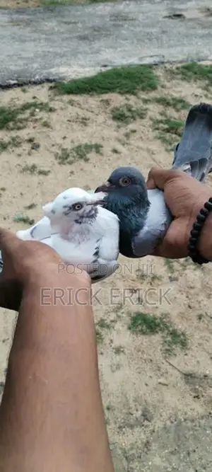 Pigeon