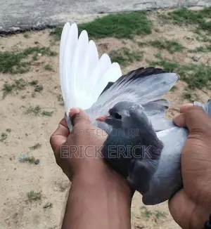 Pigeon