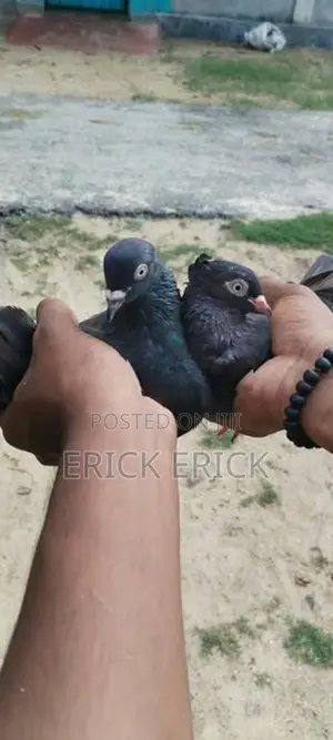 Pigeon
