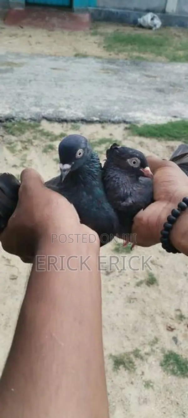 Pigeon
