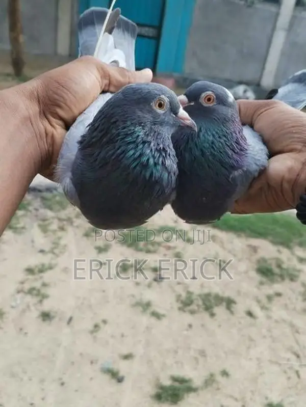 Pigeon