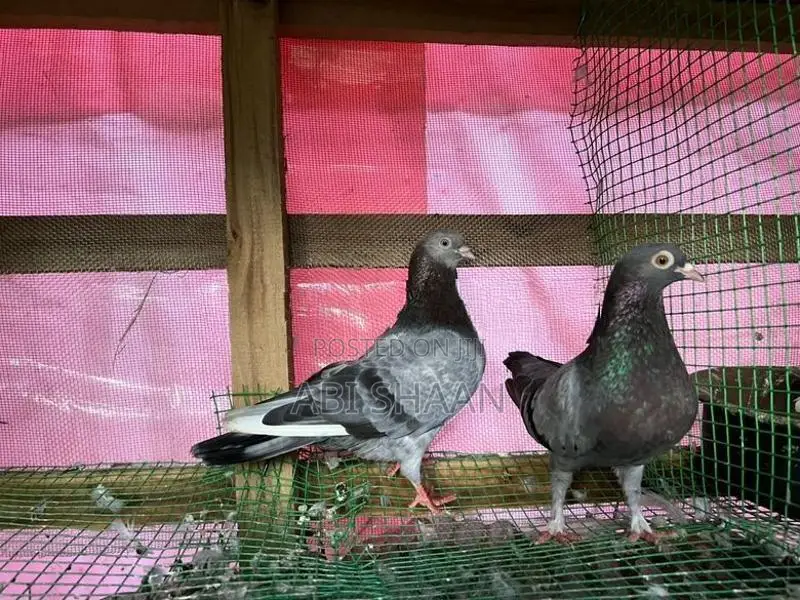Pigeon
