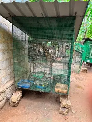 Birds Cage