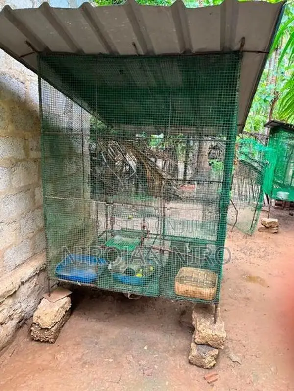 Birds Cage