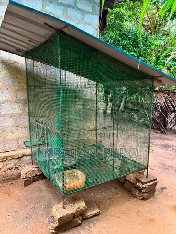 Birds Cage