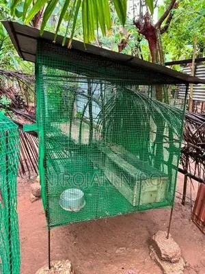 Birds Cage