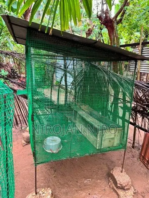 Birds Cage
