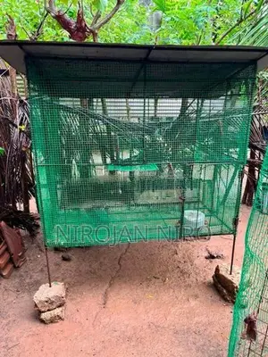 Birds Cage