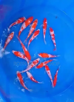 SL Kohaku Koi Fish