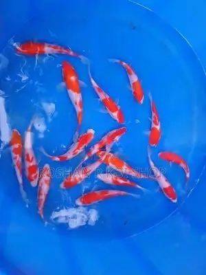 SL Kohaku Koi Fish