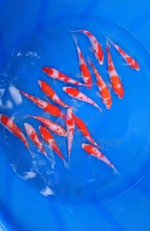 SL Kohaku Koi Fish