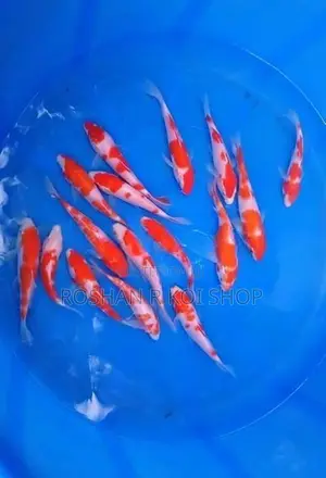 SL Kohaku Koi Fish
