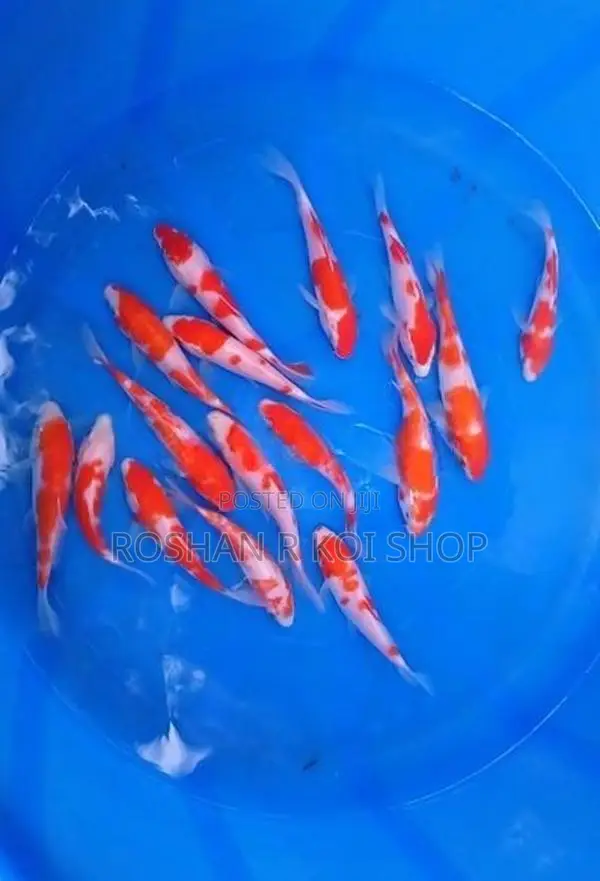 SL Kohaku Koi Fish
