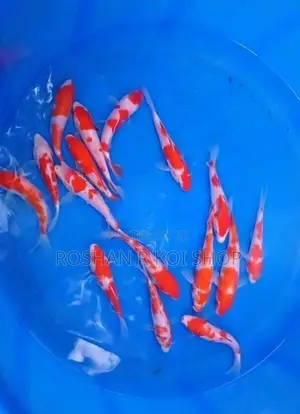 SL Kohaku Koi Fish