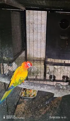 Sun Conure Male