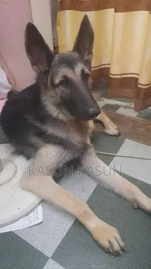 Jamasapat