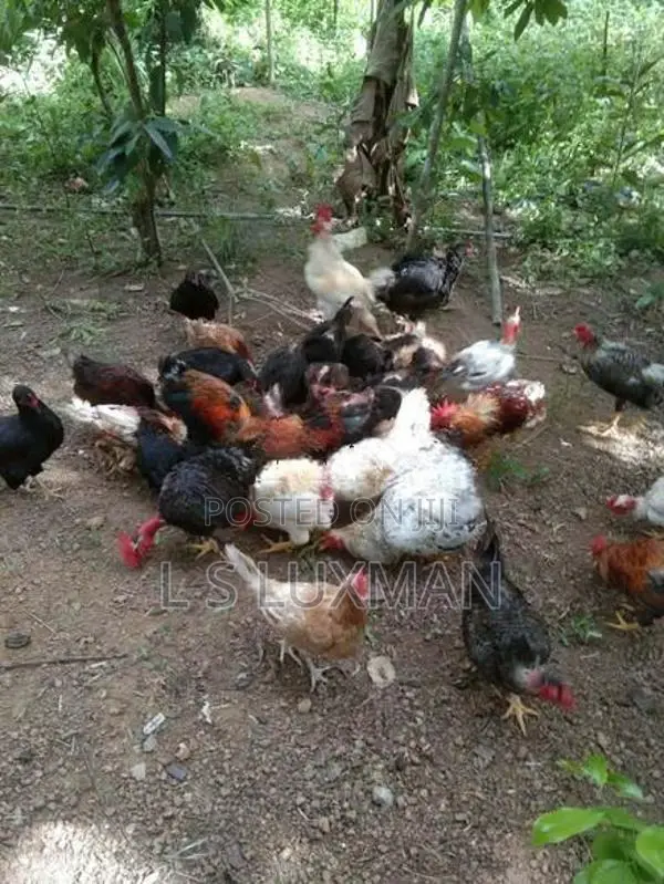 Hens