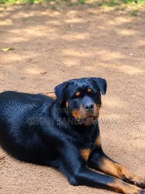 Rottweiler Female