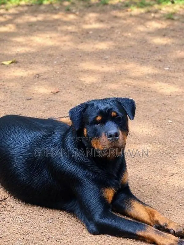 Rottweiler Female
