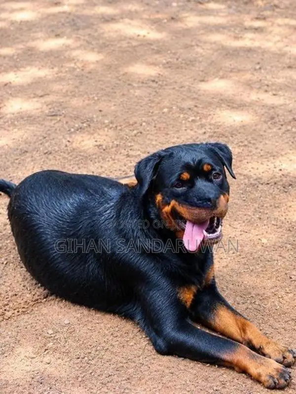 Rottweiler Female