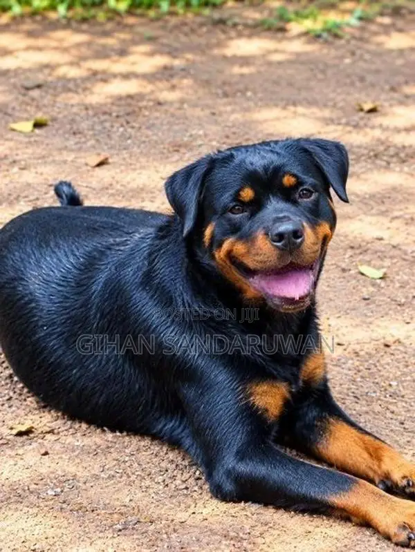 Rottweiler Female