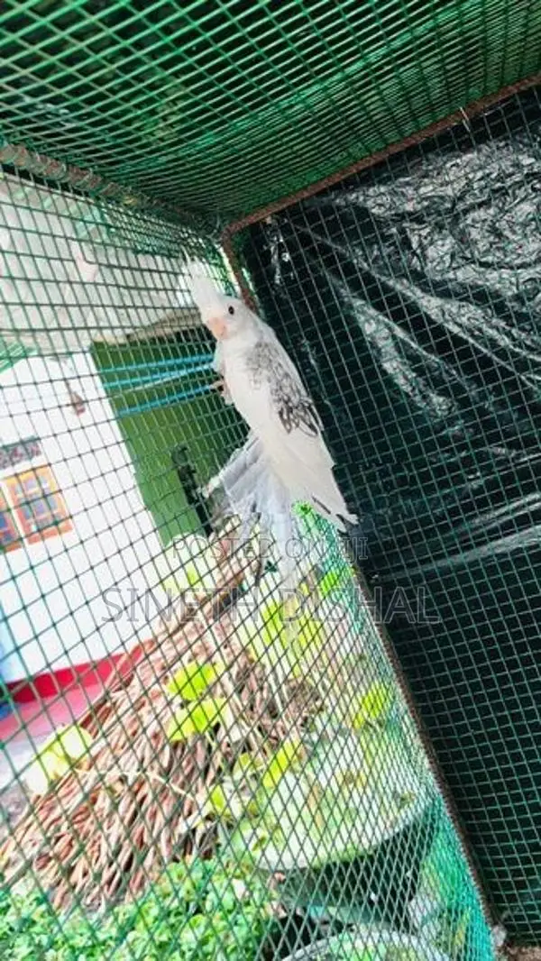 Cockatiel Bird