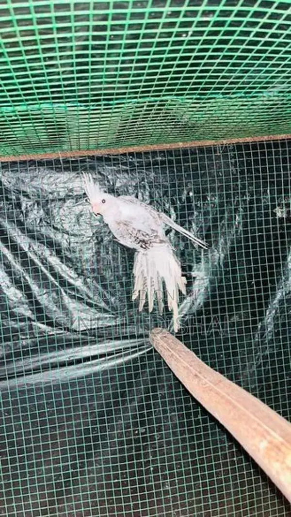 Cockatiel Bird