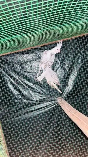 Cockatiel Bird