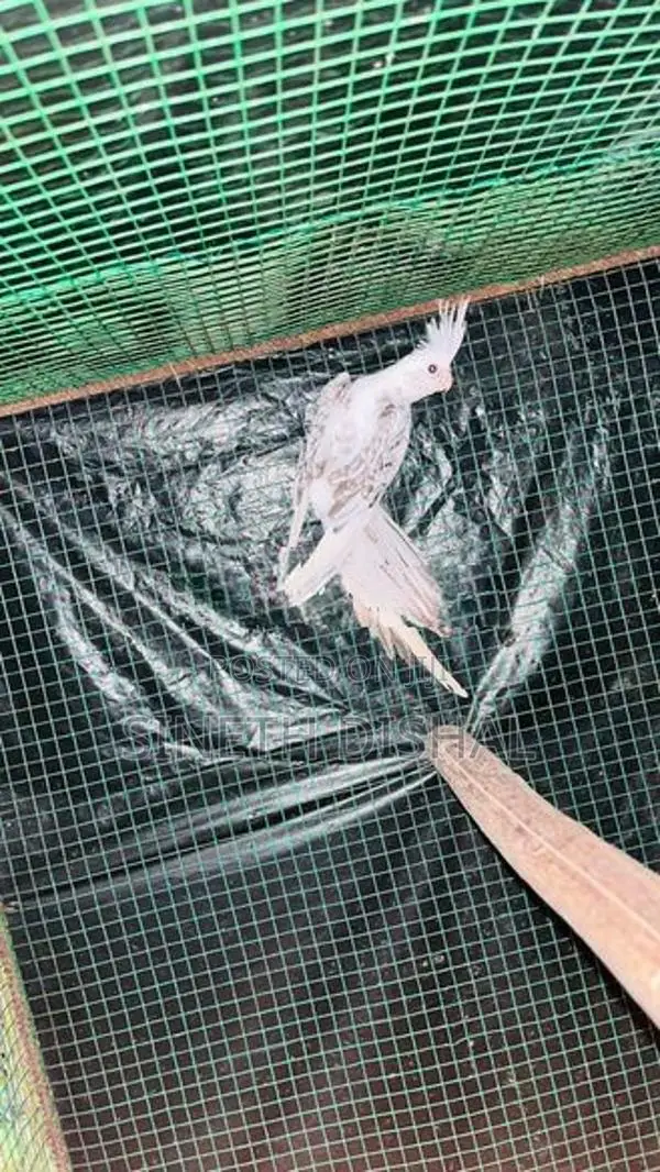 Cockatiel Bird