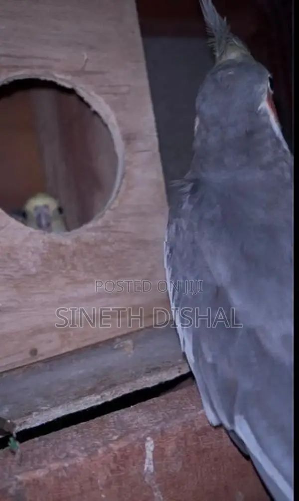 Cockatiel Bird