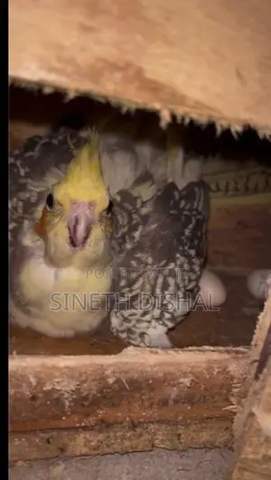 Cockatiel Bird