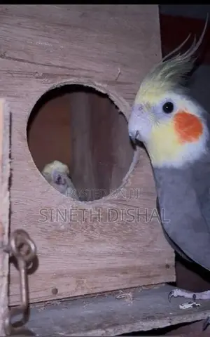Cockatiel Bird