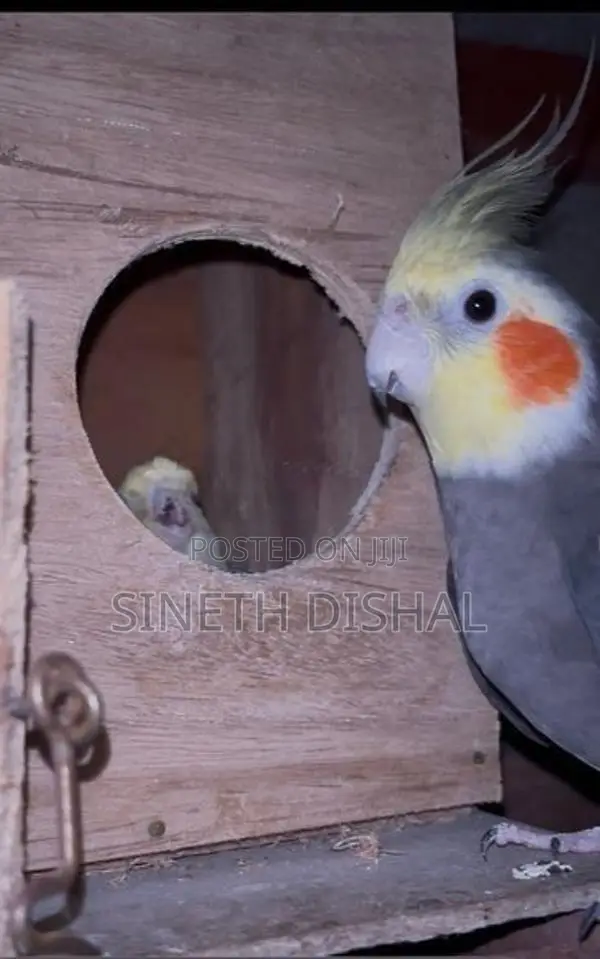 Cockatiel Bird