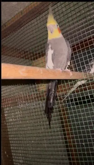 Cockatiel Bird