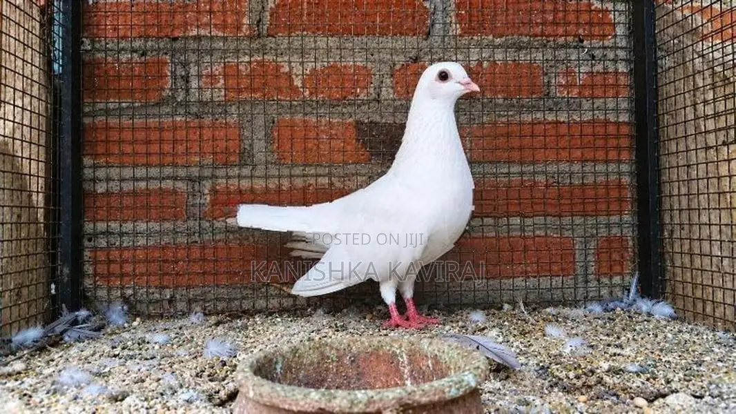 Pigeon