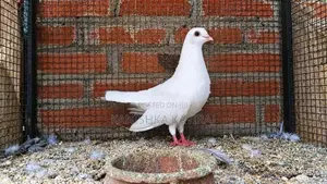 Pigeon