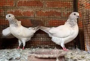 Pigeon