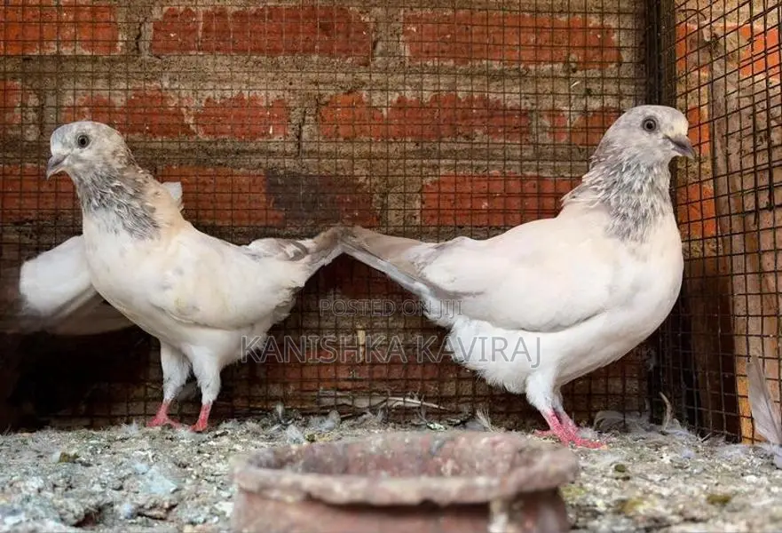 Pigeon