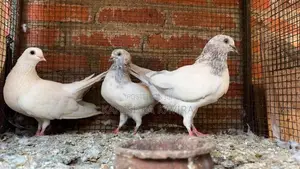 Pigeon