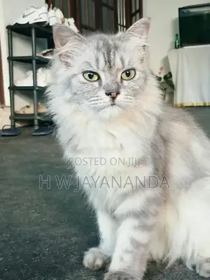 Persian Cats