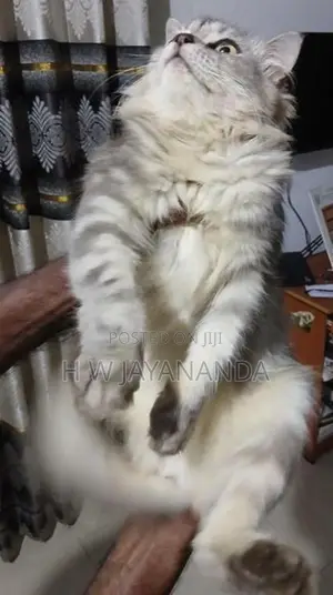 Persian Cats