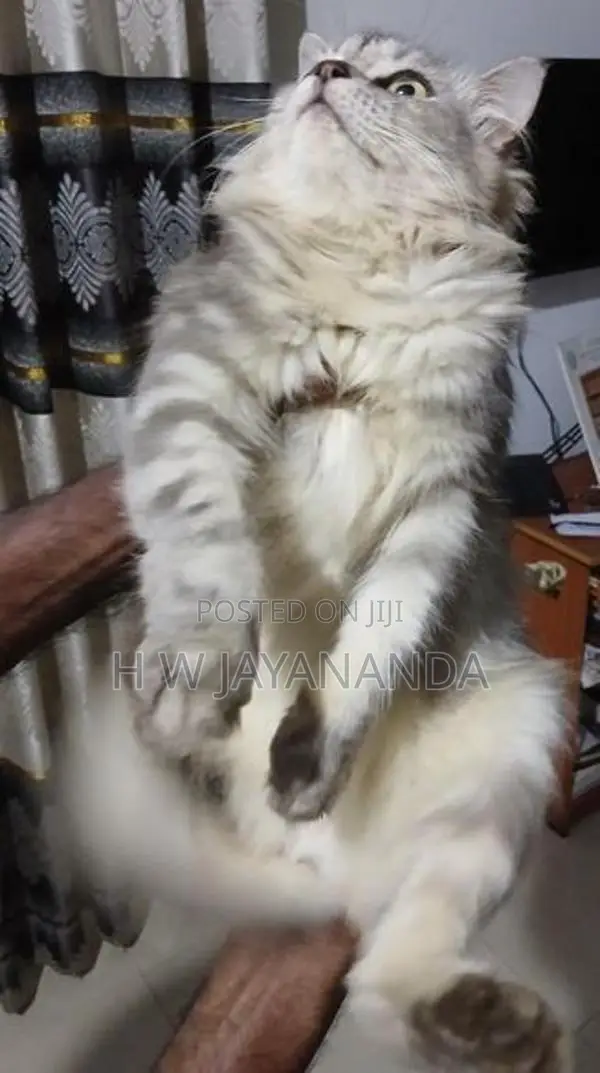 Persian Cats