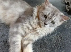Persian Cats
