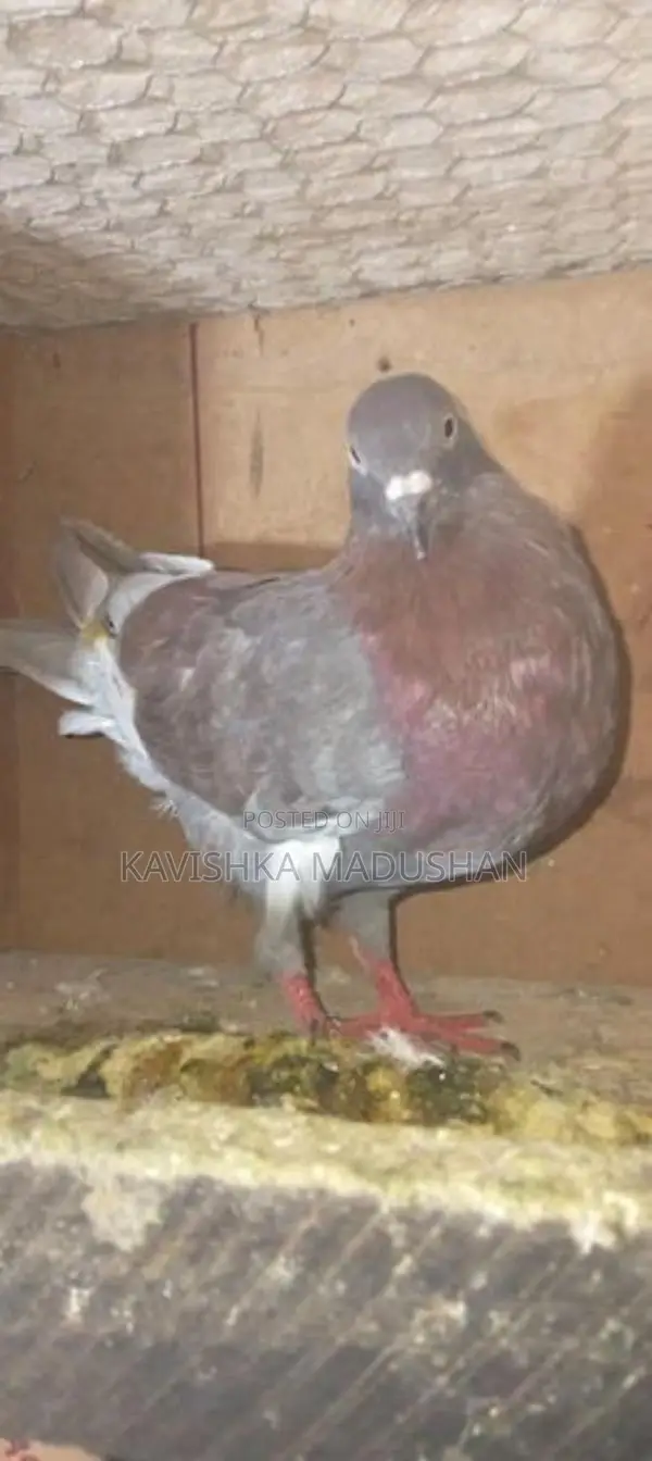 Paravi