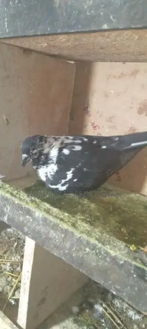 Paravi