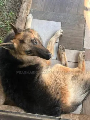 A Adult Lion Shepherd Dog