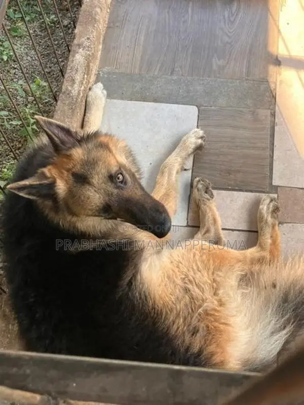 A Adult Lion Shepherd Dog