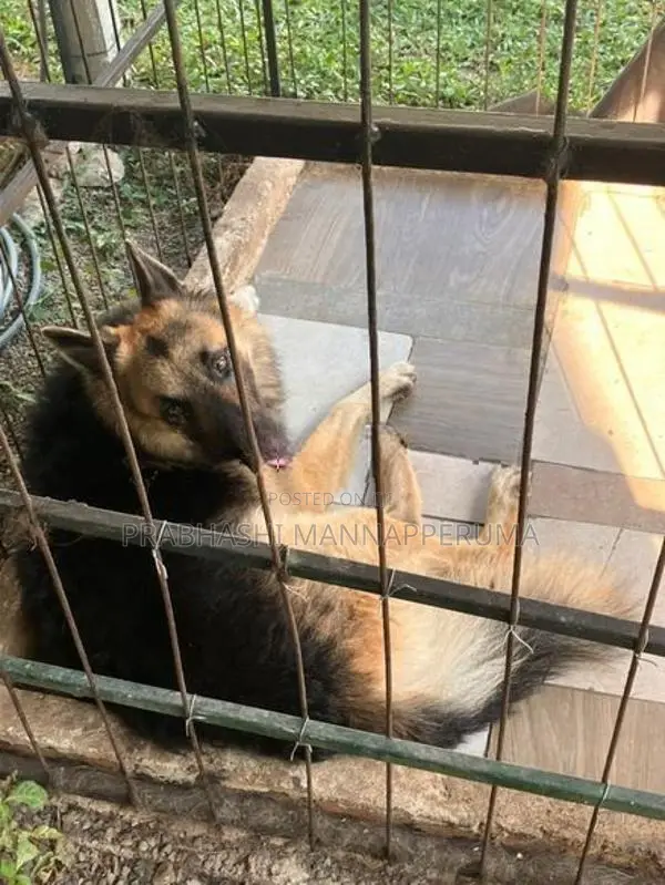 A Adult Lion Shepherd Dog